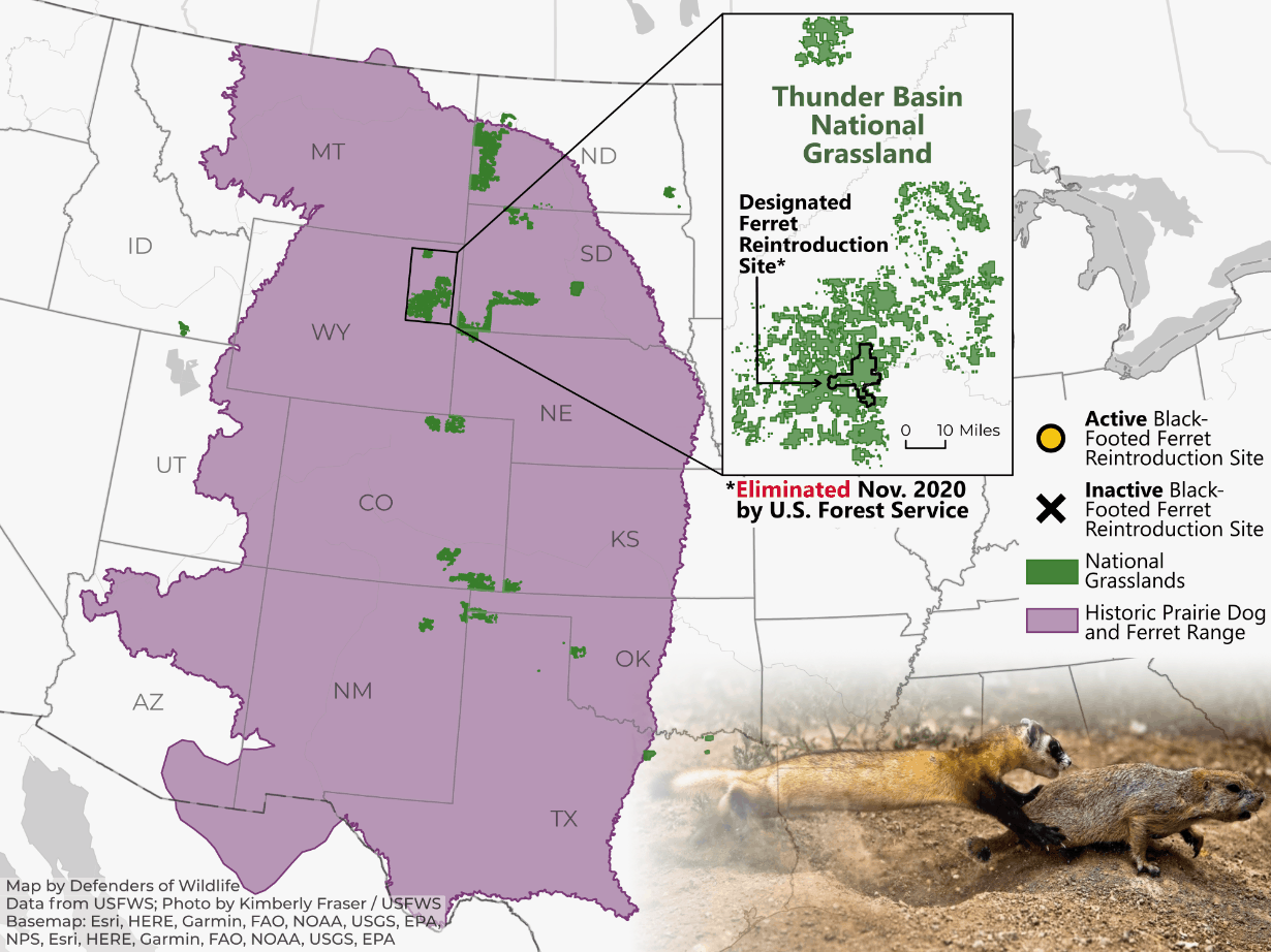 Thunder basin ferret populations gif