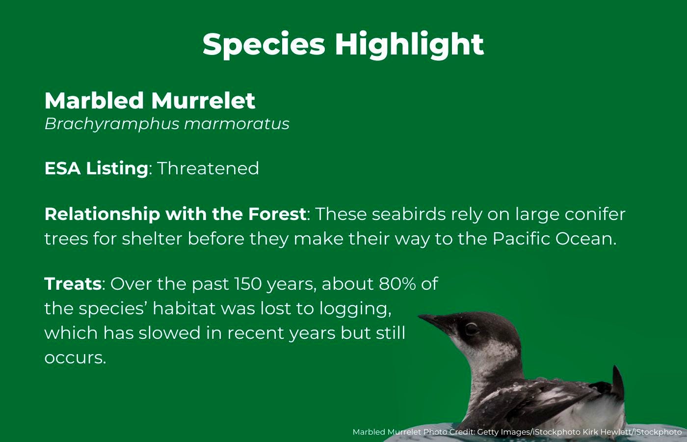 Marbled Murrelet Fact Graphics