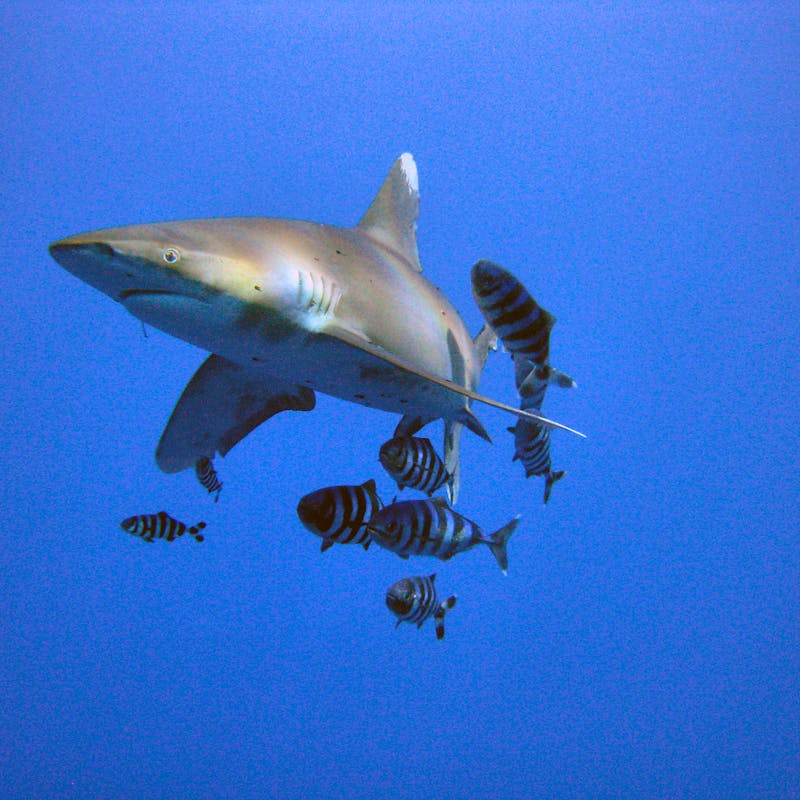 Oceanic Whitetip shark