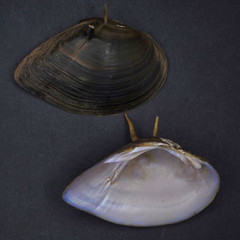  Altamaha Spinymussel_ Naturalis Biodiversity Center/Wikimedia Commons