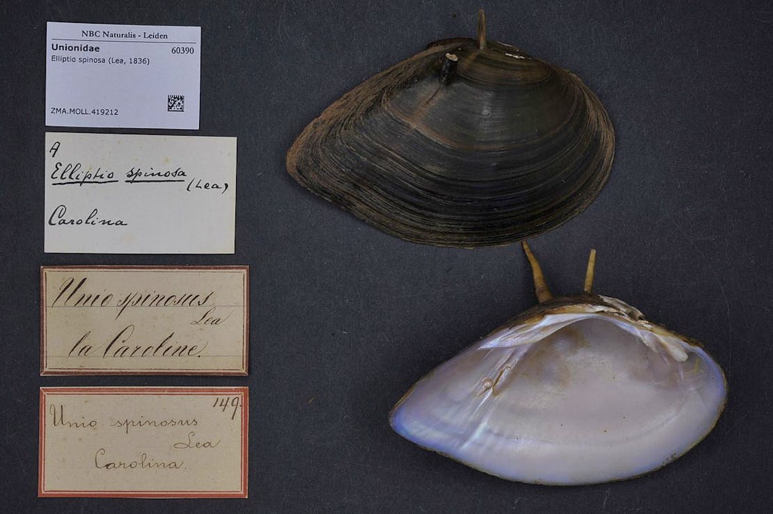 Altamaha Spinymussel_ Naturalis Biodiversity Center/Wikimedia Commons