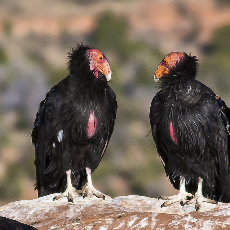 California condors in Vermilion Cliffs National Monument