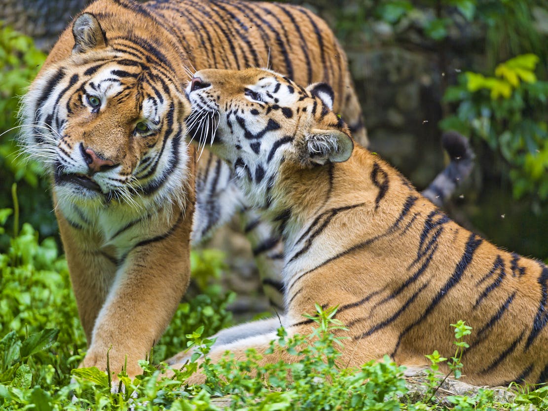 2014.12.18 - Amur Tigers - France - Tambako The Jaguar (CC BY-ND 2.0 DEED)