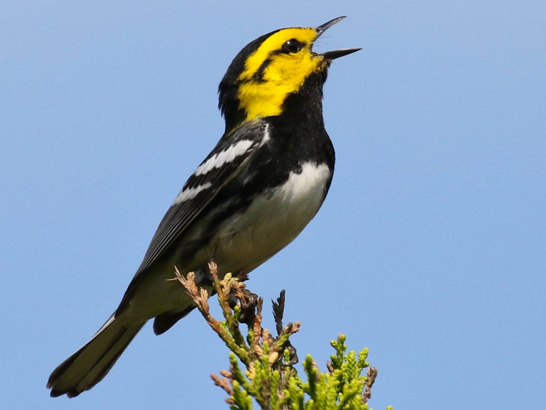 Golden-cheeked warbler