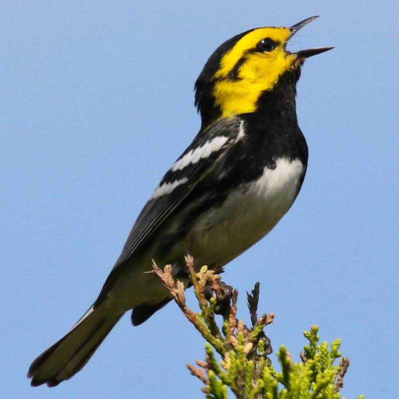 Golden-cheeked warbler