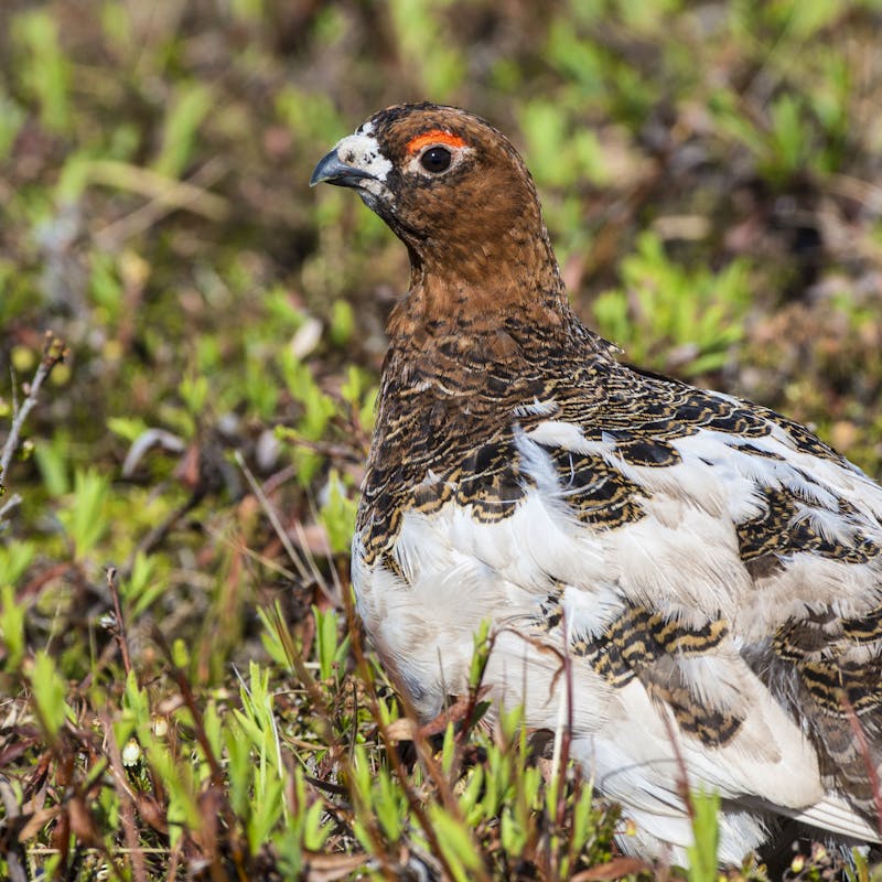 Ptarmigan changing colors in NPR-A