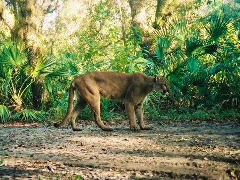 Panther