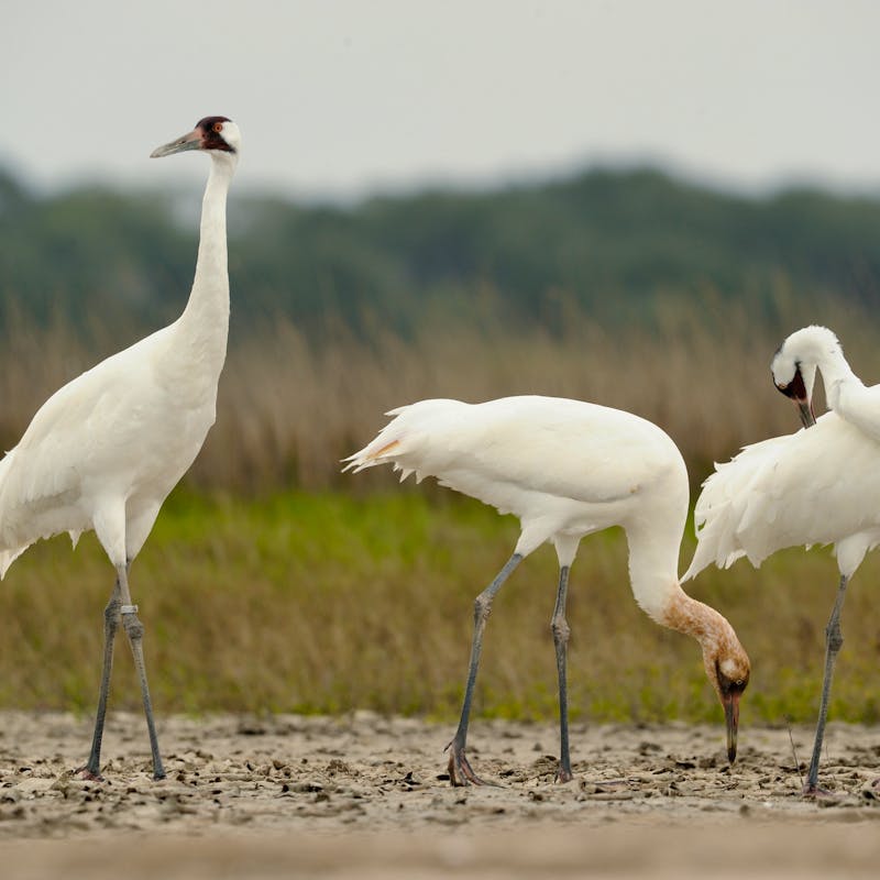 Whooping cranes at Aransas National Wildlife Refuge