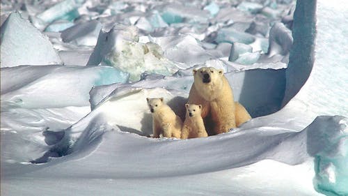 2001 - Polar Bears - Mom and Cubs - Steven Amstrup USGS