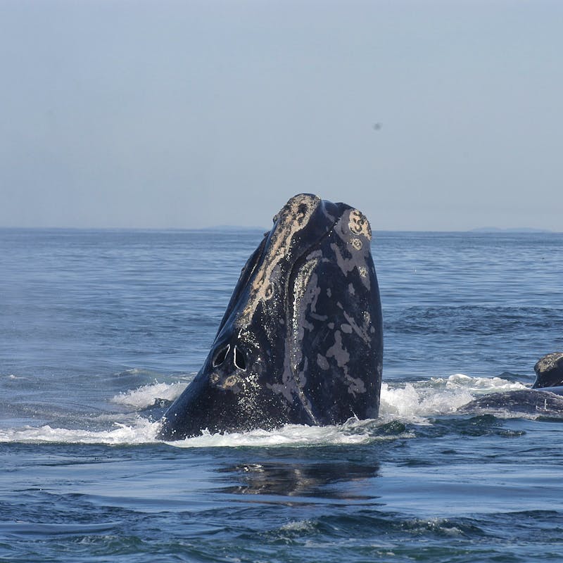 North Atlantic Right Whale 