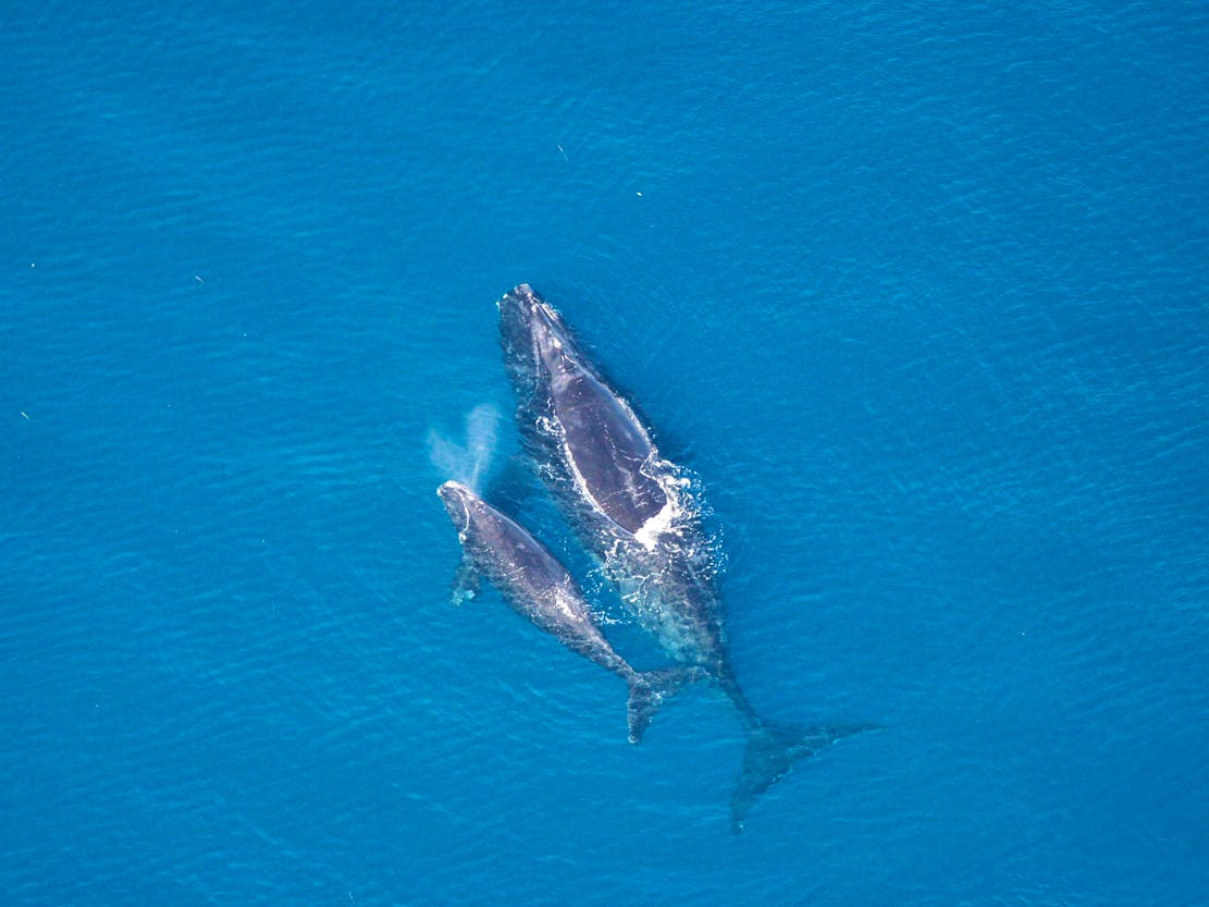 North Atlantic Right Whale and Calf