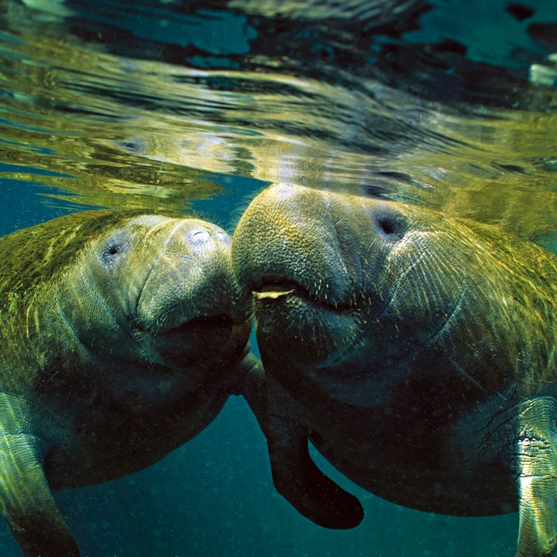 2006.03.23 - Two Florida Manatees - Florida - Dan Bailey-iStockphoto