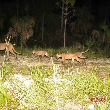 Florida Panther