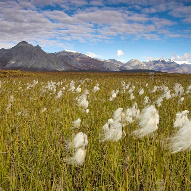 2006.09.02 - Cotton Grass - Arctic National Wildlife Refuge - Steve Hillebrand, USFWS.jpg