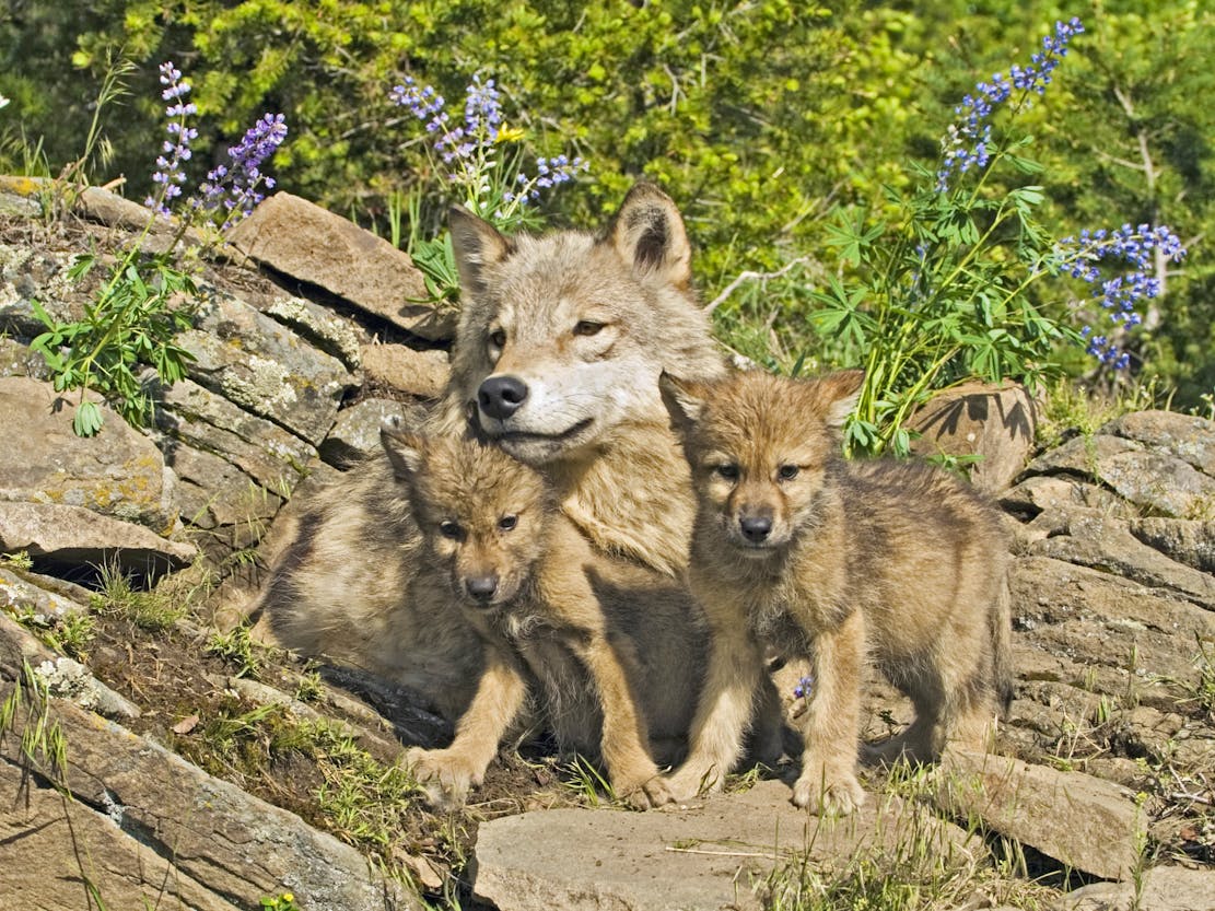 Gray Wolf Mother and Cubs - Montana