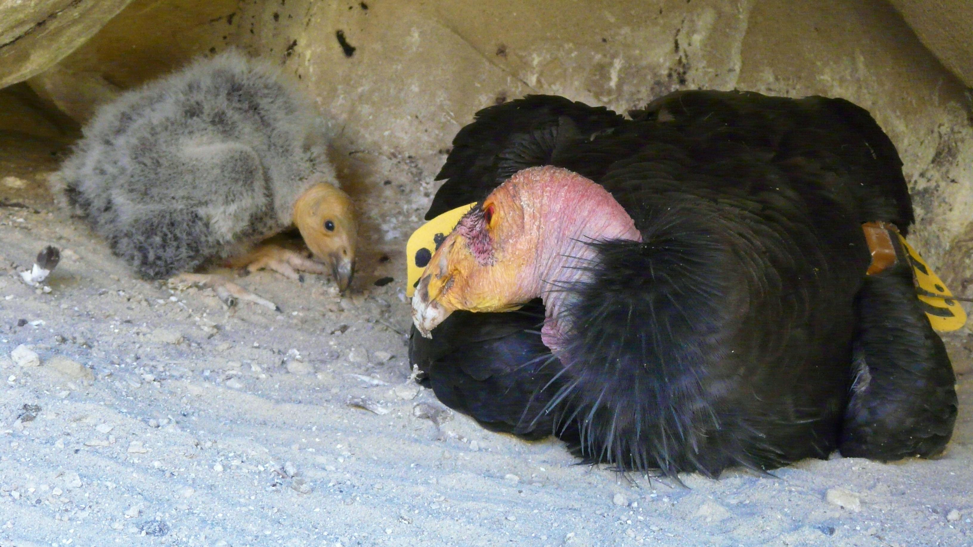 California condor with chick, California