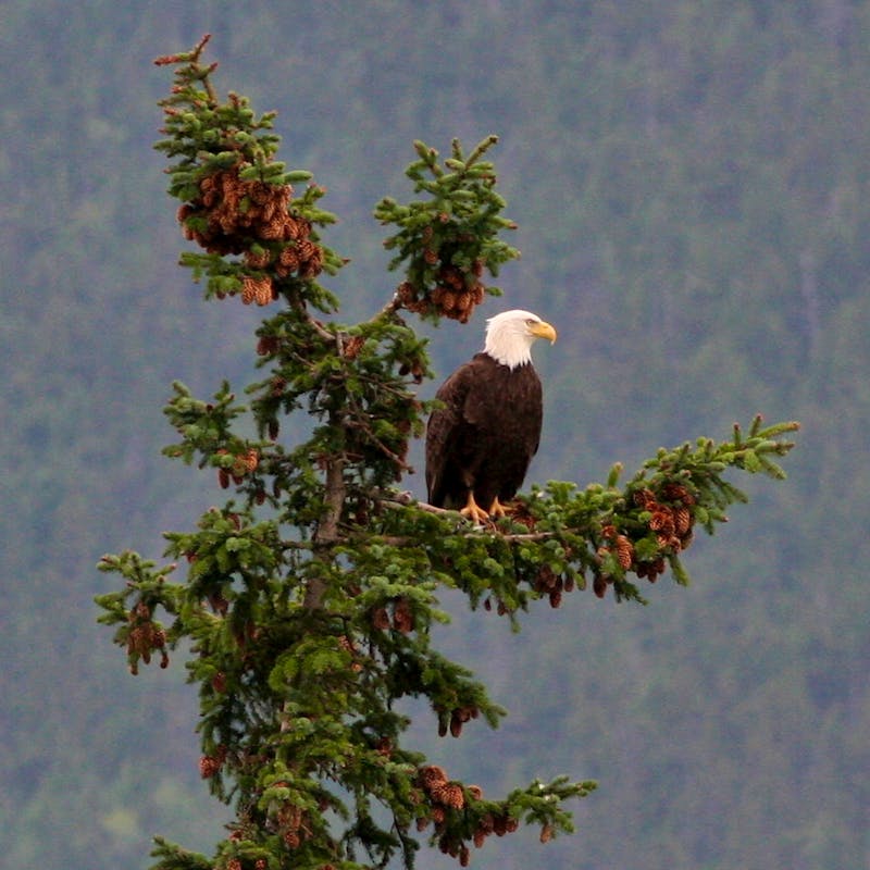 Bald eagle sitting at the top of an evergreen tree