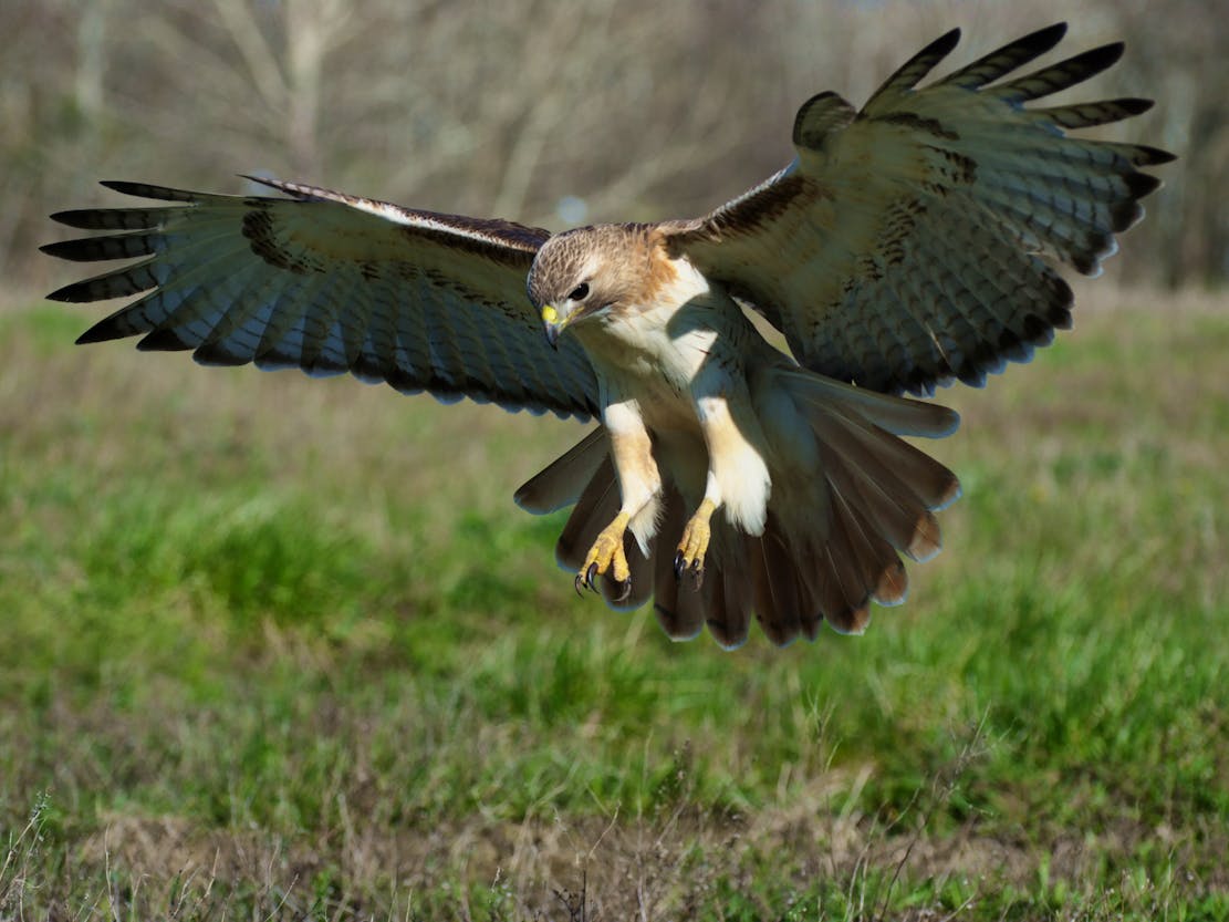 Pouncing Red-tailed Hawk, Leawood, Missouri 