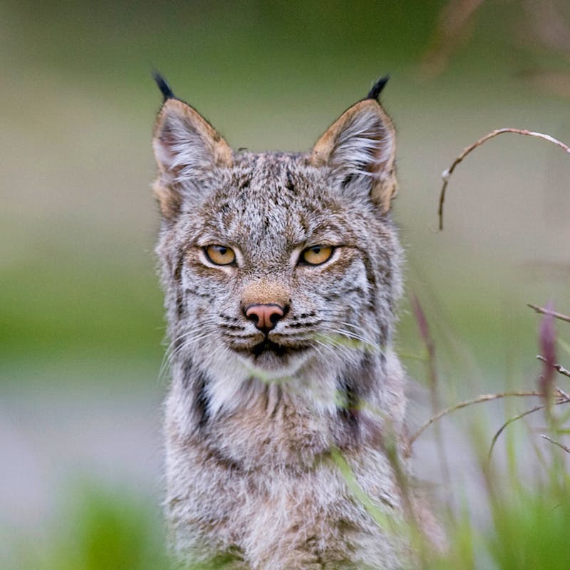 Lynx looking over the grass in Denali National Park, Alaska