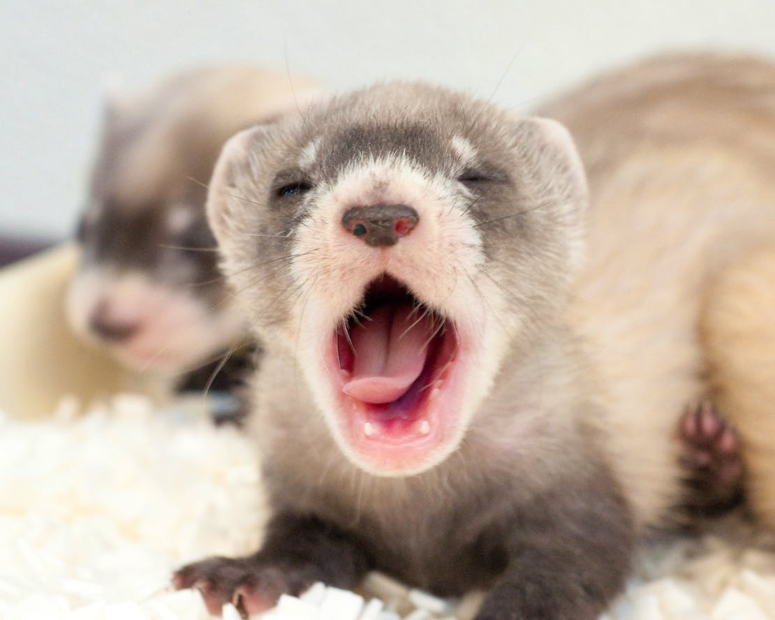 Yawning Black-Footed Ferret Kit