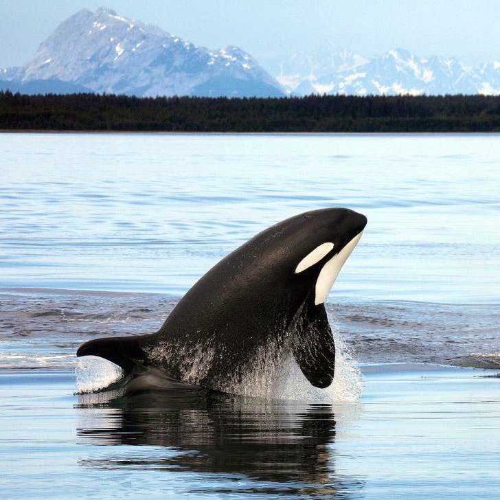 Two orcas swimming in a body of water. The orca on the left is jumping out of the water and the one on the right is breaching, just poking its dorsal fin and tops of head out. There are faint mountains in the background.