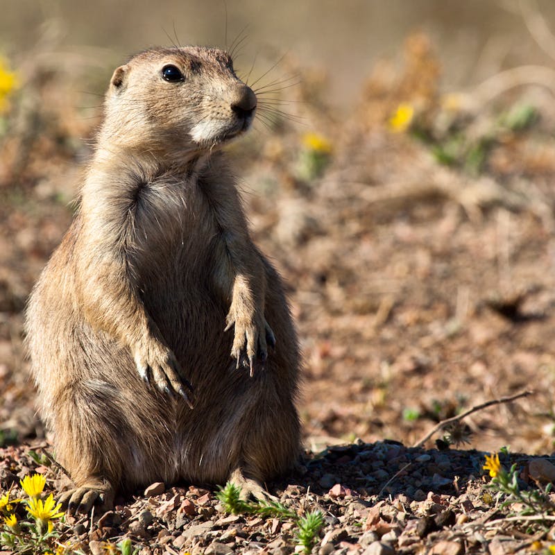 Prairie dog stands alert in field.