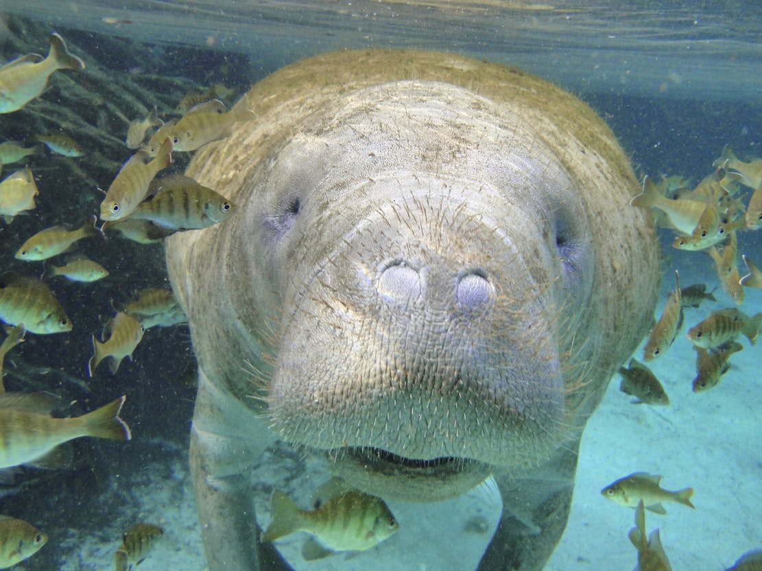 Curious Florida Manatee, Crystal River National Wildlife Refuge