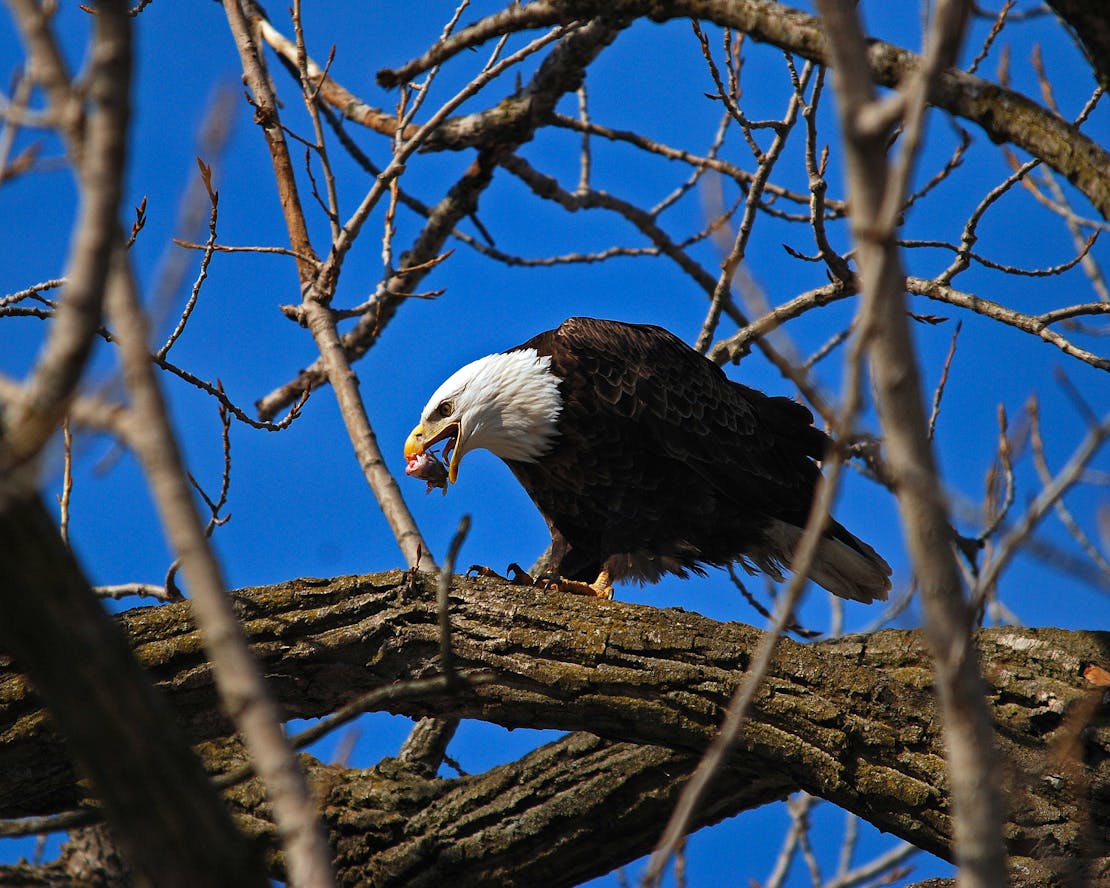 bald eagle eating
