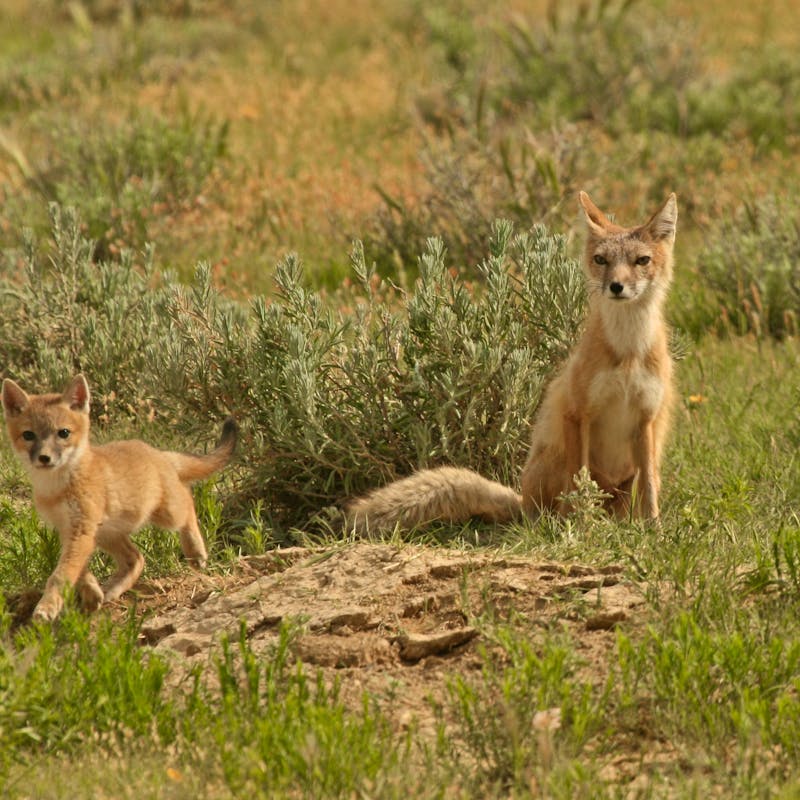 2010.06.05 - Swift Fox Mother and Kit - Lauren McCain - DOW
