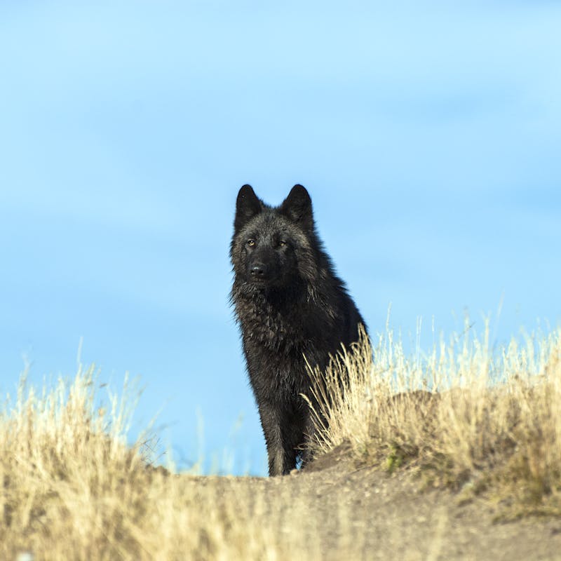 Gray Wolf Stare