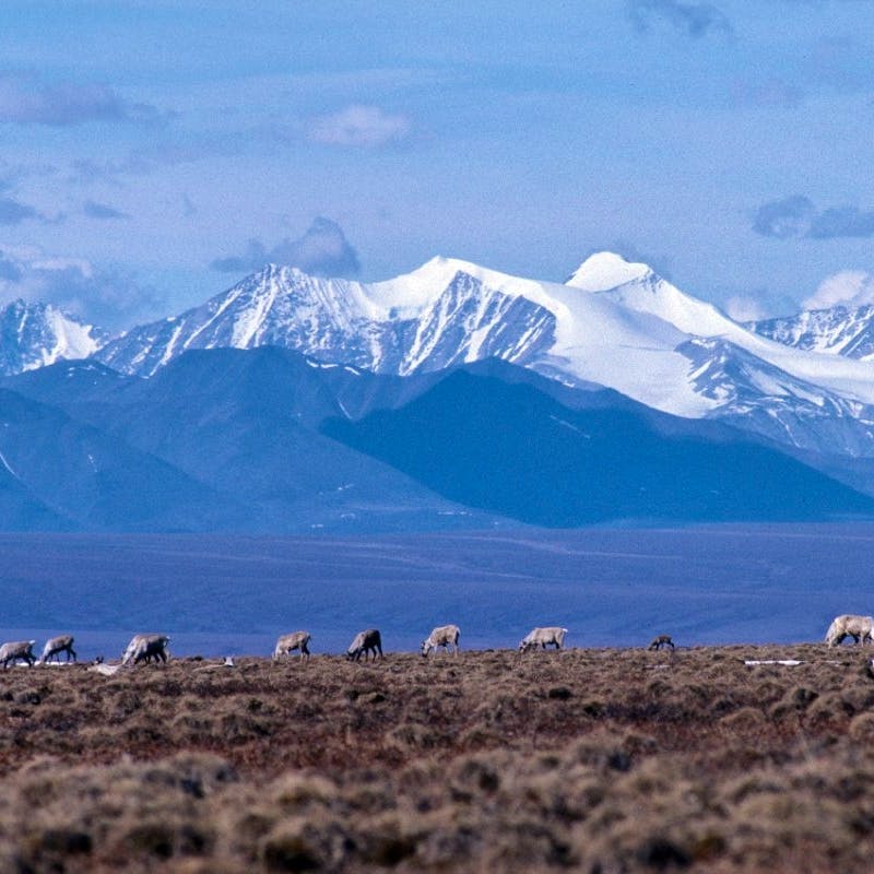 2010.10.28 - Caribou Grazing in Front of Mountains - Alaska - Colin Arisman.jpg