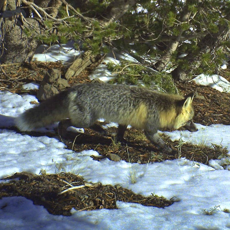 2010.10.31 - Sierra Nevada Red Fox - Stanislaus National Forest - U.S. Department of Agriculture (CC by 2.0).jpg