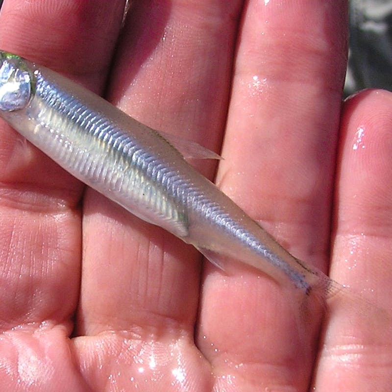 2010.11.08-Delta Smelt closeup- Peter Johnsen-USFWS (CC BY 2.0).jpg
