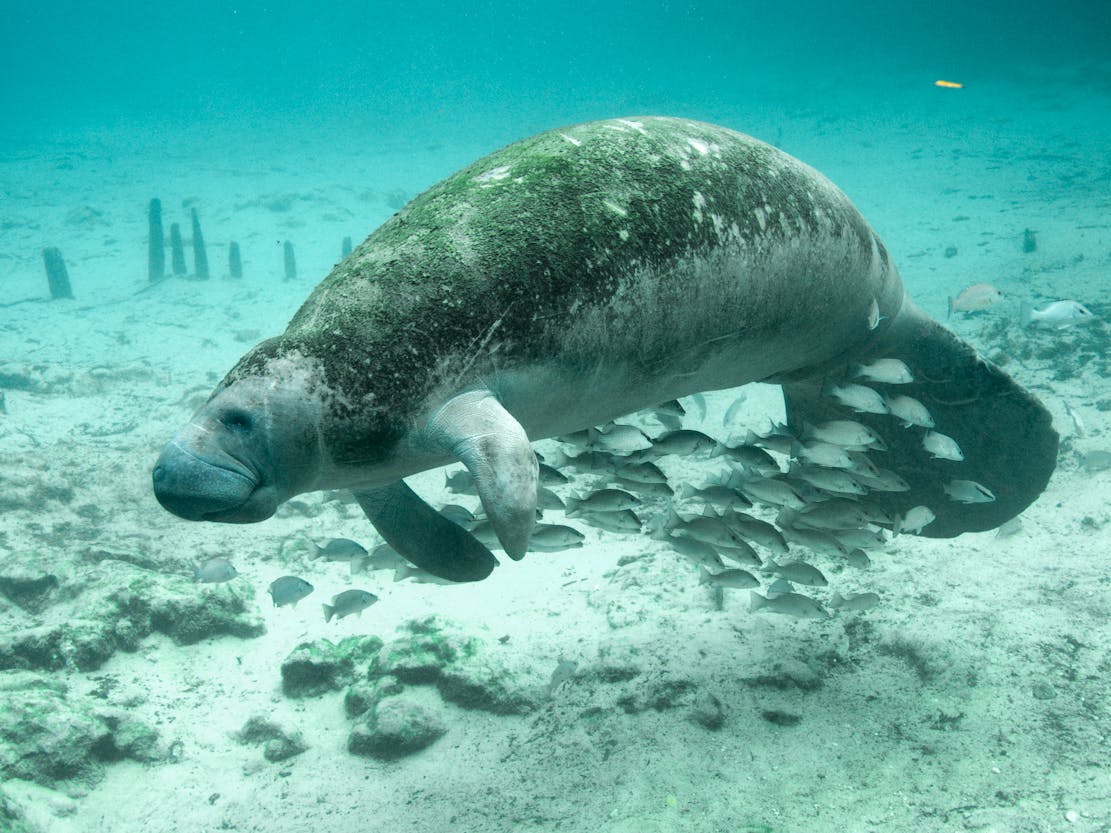 2010.12.27 - Florida Manatee - Crystal River National Wildlife Refuge - Florida - Keith Ramos - USFWS