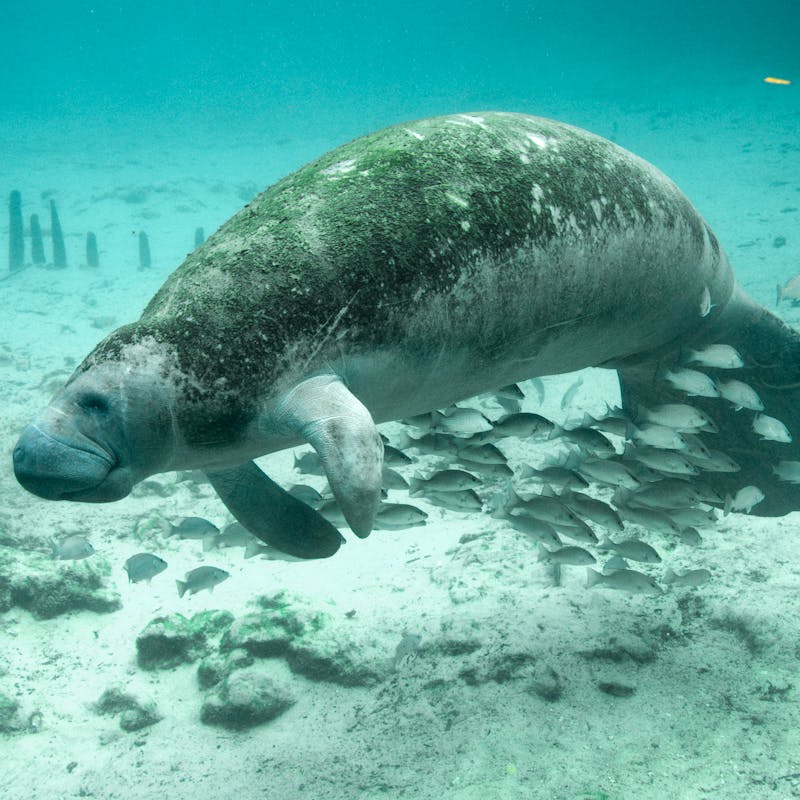 2010.12.27 - Florida Manatee - Crystal River National Wildlife Refuge - Florida - Keith Ramos - USFWS