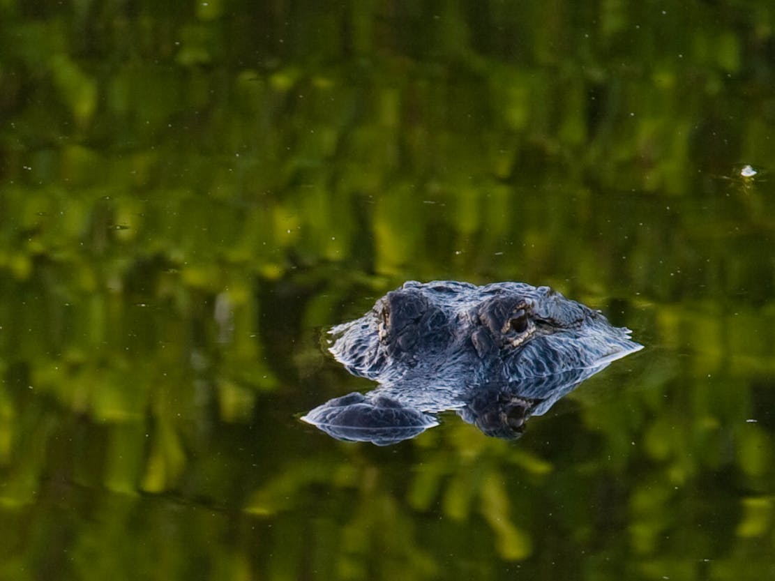 2011.01.02 - Alligator Reflection - Everglades National Park - Florida - Matt Cooper