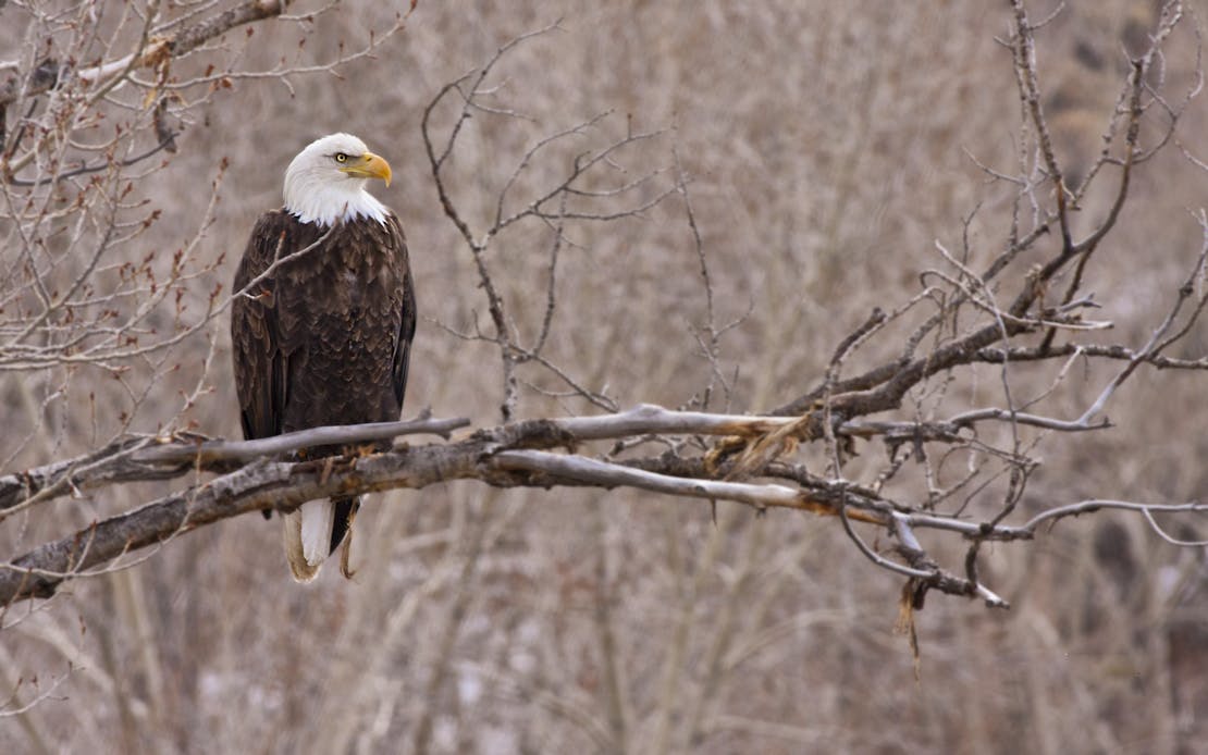 bald eagle
