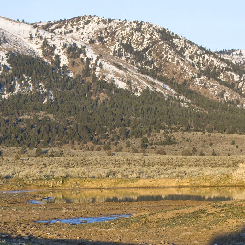Greater Sage Grouse on lek. Mountain landscape.