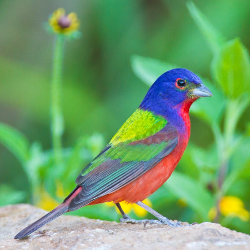 Painted bunting on ground