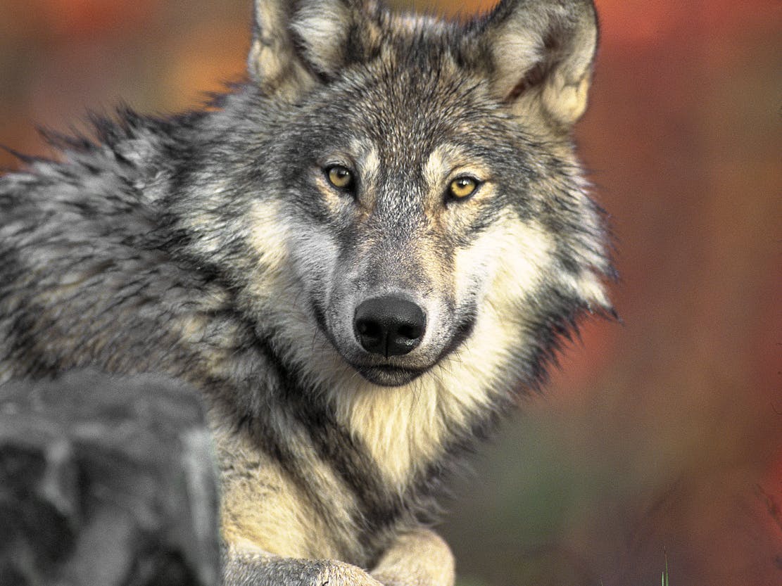 Gray Wolf Stare