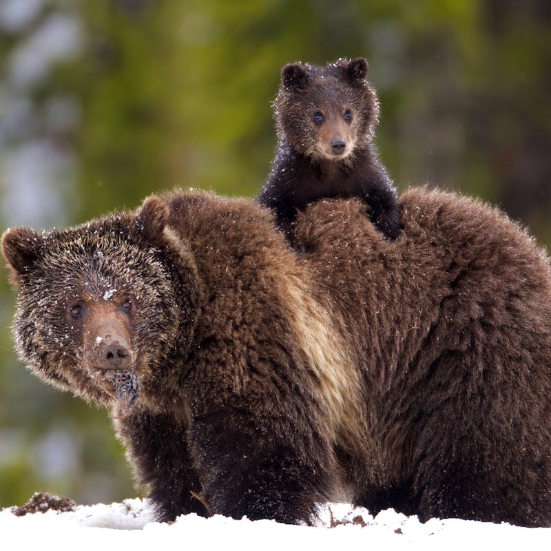 Bear cub on back of mother in snow