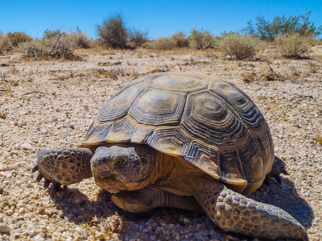 Mojave Desert Tortoise