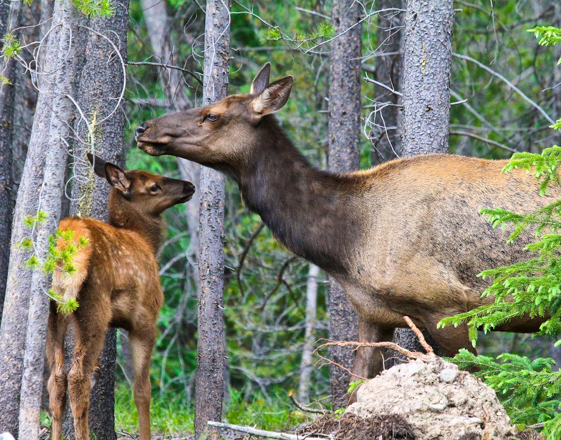 2011.07.06 - Elk in the Forest - Rocky Mountain National Park - Colorado - Michael Koch