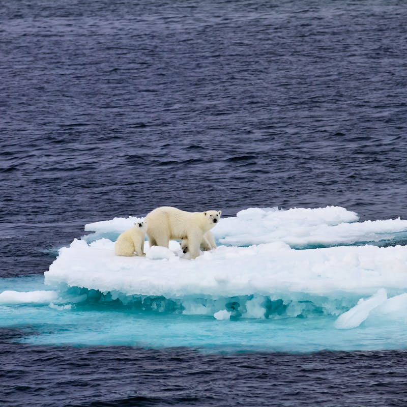 Polar Bear Mother with Two Cubs on Ice Floe