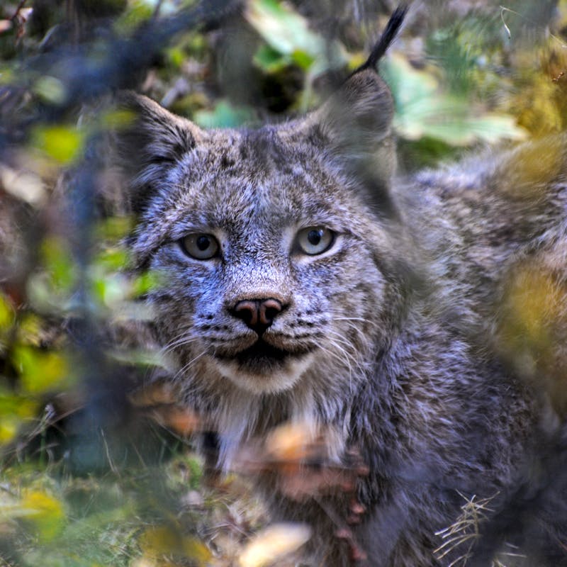 Canada Lynx