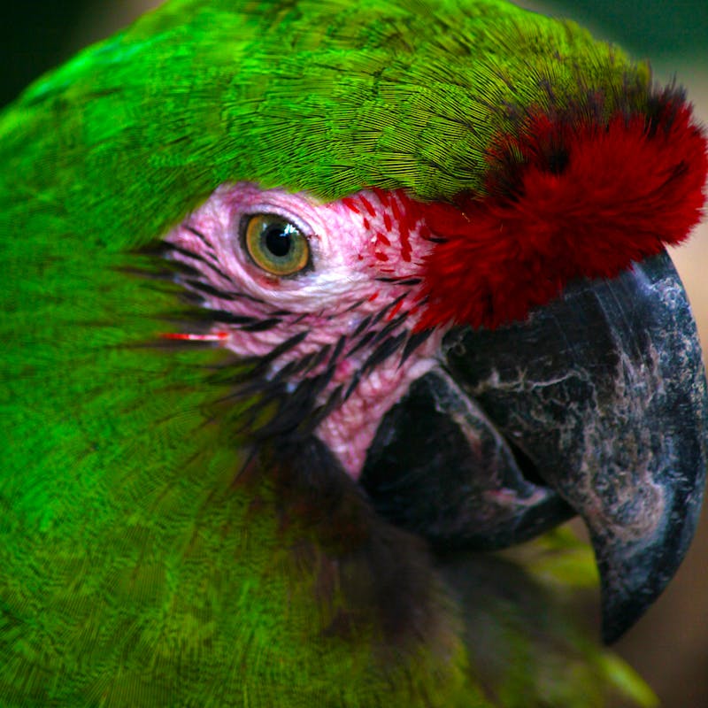 Mexican Military Parrot Close Up
