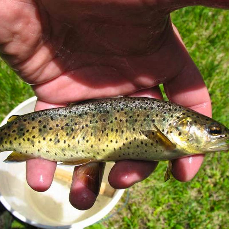 USFWS