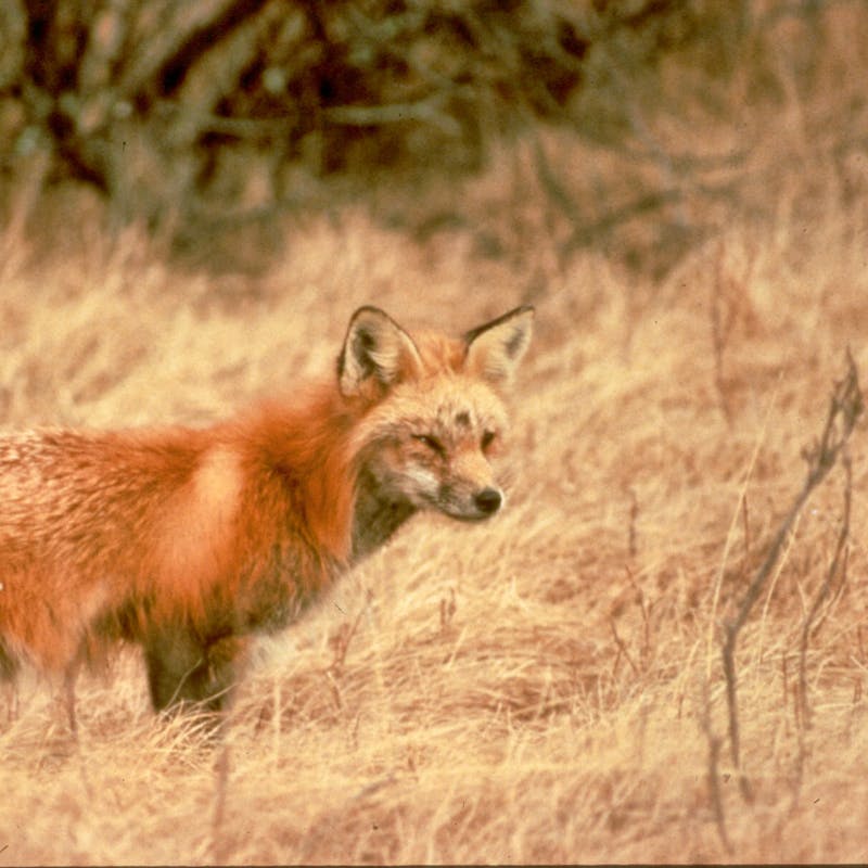 Sierra Nevada red fox walking through grass 