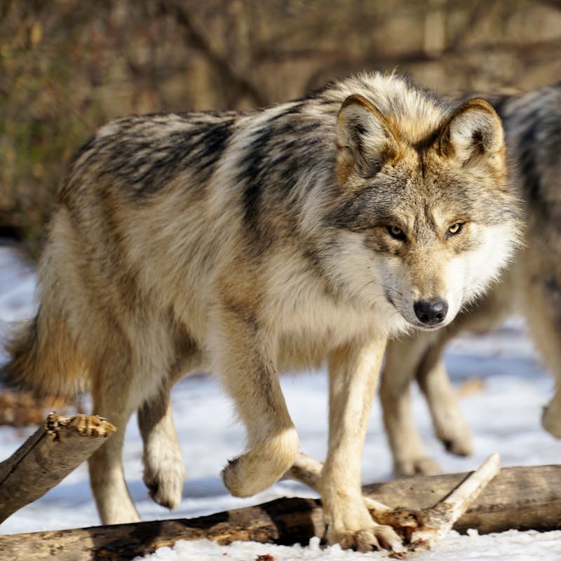 Mexican gray wolves, Wolf Conservation Center