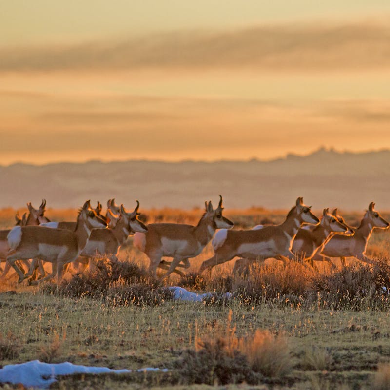 Pronghorn Herd - Cody - Wyoming